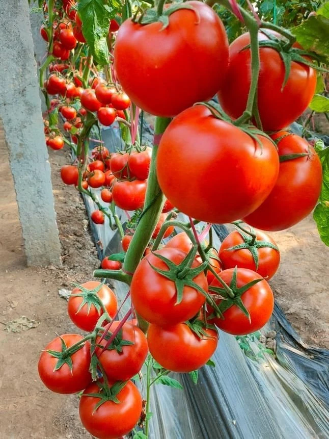 Beef Tomato (TO120) suppliers