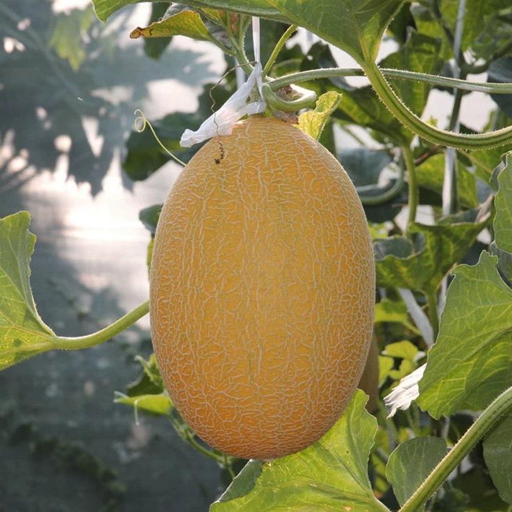 Melon Noob