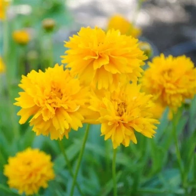 Golden Chrysanthemum Noob