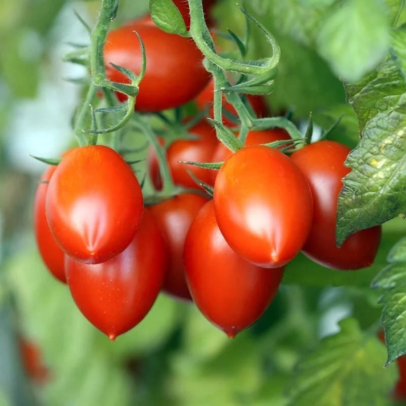 Square Round Shape Determinate Roma Tomato Seeds TO-166（2）